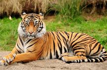 1 Day: Ranthambore Safari From Jaipur With Transfer To Agra