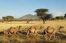 Explore the Ethiopian Rift Valley Lakes and the UNESCO Site of Steles of Tiya