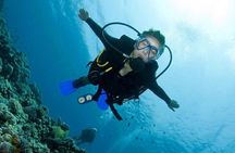 Menjangan Island Bali Diving Activity