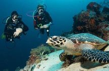 Menjangan Island Bali Diving Activity