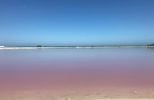 LAS COLORADAS & RIO LAGARTOS from Riviera Maya and Cancun (Private)