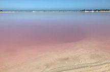 LAS COLORADAS & RIO LAGARTOS from Riviera Maya and Cancun (Private)