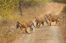 4-Day Ranthambore Tiger Safari Tour to Agra and Jaipur from Delhi