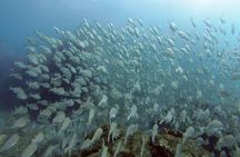 First Dive Experience in Tenerife