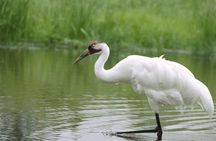 Private Day-Trip to Bharatpur Bird Sanctuary from Agra