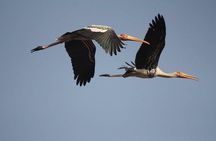 Private Day-Trip to Bharatpur Bird Sanctuary from Agra