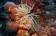 Discover Scuba Diving in Curacao