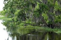 90-Minute Jean Lafitte Swamp and Bayou Tour with Transportation