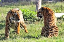 Delhi, Agra, Jaipur & Ranthambhore Tiger Safari 5-Day Tour
