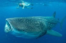Whale Sharks Small-Group Tour in Cancun and Riviera Maya