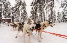 Husky Safari from Rovaniemi Including a Husky Sled Ride