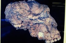 Cradle of Humankind and Maropeng Day Tour from Johannesburg