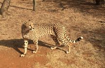 Ann Van Dyk Cheetah Centre Half-Day Tour from Johannesburg