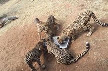 Ann Van Dyk Cheetah Centre Half-Day Tour from Johannesburg