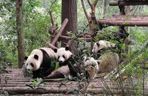 Chengdu Dujiangyan Leshan Buddha Tea Plantation and Sichuan Cooking 3 Days