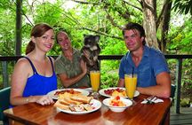 Breakfast with the Koalas at Hartley's Crocodile Park from Cairns or Palm Cove