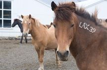 Viking Horse Riding and Golden Circle Tour from Reykjavik