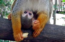 Monkeyland and Zipline Adventure from Puerto Plata