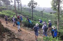 Trekking & Picnic in The Tea Plantation From Ella, Haputale & Bandarawela