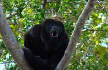 Wild Monkey Tour