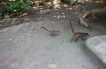 Wild Monkey Tour