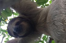 Roatan Manawakie Monkey & Sloth Eco-Park and Snorkel