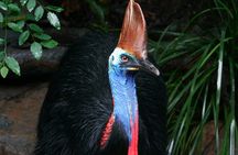 Cape Tribulation & Daintree Wilderness (TCT)