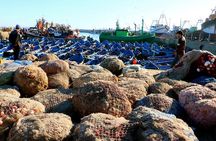 Private Day Trip to Essaouira from Marrakech including 1h-camel 