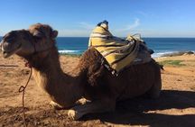 Tour of Tangier 1-2 people with camel ride 
