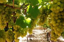 Private Israeli Wines Tour of the Central Israel 