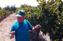 Private wine tour of Northern Israel