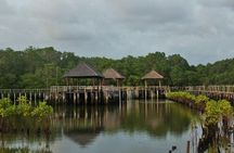 Mangrove Forest Bali Canoe Eco Tour
