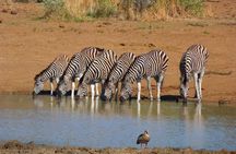 Pilanesberg Game Reserve 6 Hour Sunrise Safari from Johannesburg or Pretoria