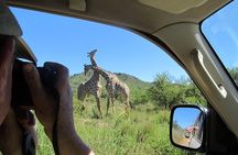 Pilanesberg Game Reserve 6 Hour Sunrise Safari from Johannesburg or Pretoria