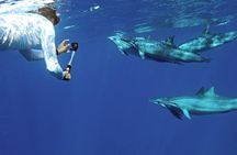 Private Dolphin Swim with Slide for up to 15 Passengers