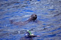 Seal Swimming Tour from Kaikoura
