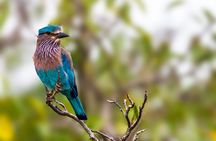 Yala Safari Tour from Hambantota Port by Ajith Safaris