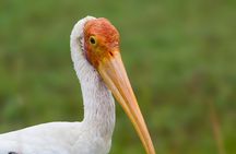 Yala Safari Tour from Hambantota Port by Ajith Safaris