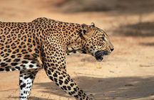 Yala Safari Tour from Hambantota Port (Shore Excursion)