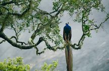 Bundala National Park Safari