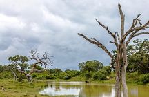 Yala Safari Tour from Hambantota Port by Ajith Safaris