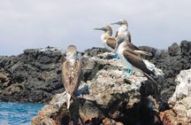 Tour to Tintoreras Bay from Isabela Island