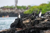 Tour to Tintoreras Bay from Isabela Island