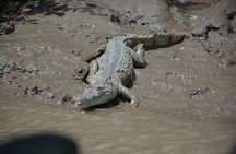 Palo verde Boat Tour from Playa Flamingo