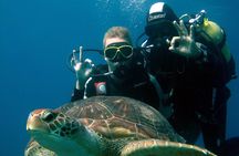 Try Scuba Diving in a turtle area (boat)
