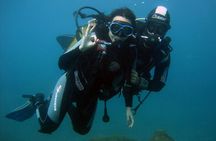 Try Scuba Diving in a turtle area (boat)