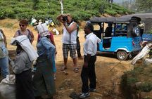 TukTuk Safari in Tea & Spice plantation,View Points,Upper Diyaluma WaterFalls, 
