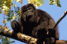 Gatun Lake Wildlife Tour from Panama City