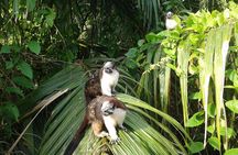 Gatun Lake Wildlife Tour from Panama City