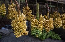 Guayaquil to Cuenca one-way tour with Cajas Park and a Cacao Farm visit